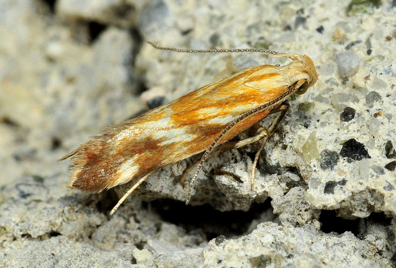 6 Gelechiidae - Mirificarma eburnella